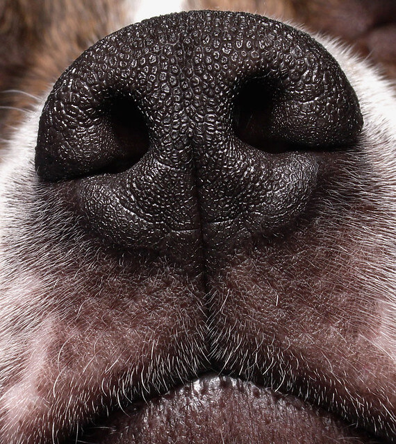 dog's sense of smell