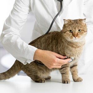 warning signs of a sick cat