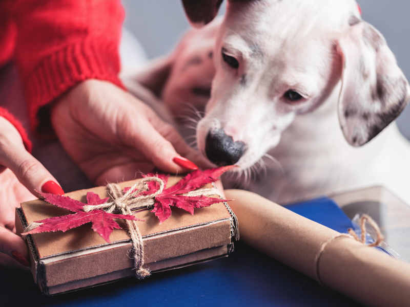 A Happy Christmas for Your Dog - Pet Sitter + Dog Walker in Summerville