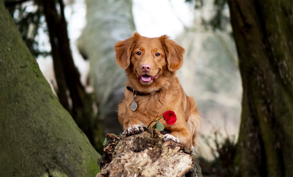 Your Dog Makes the Best Valentine's Date