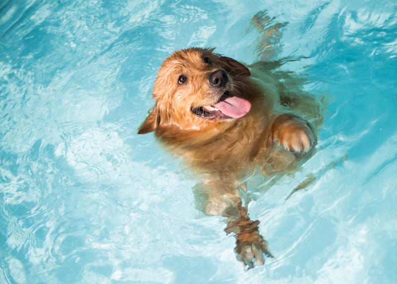 keeping dogs cool in summertime