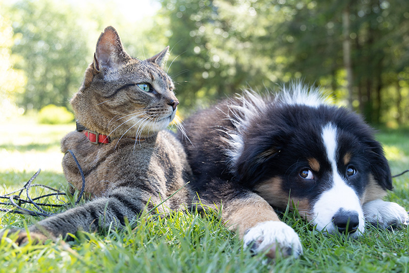 which dog breeds are good with cats