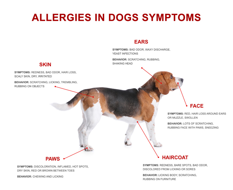 allergies in dogs