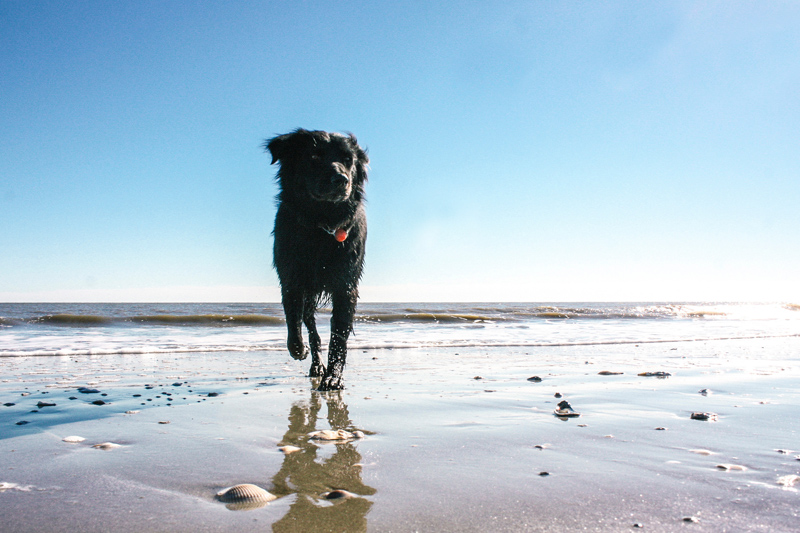 Dog Friendly Beaches Top 6 In Sc