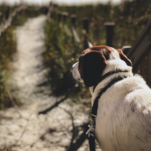 dog friendly beaches south carolina