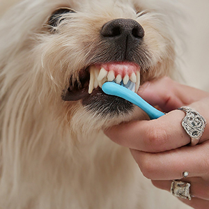 dental care for dogs